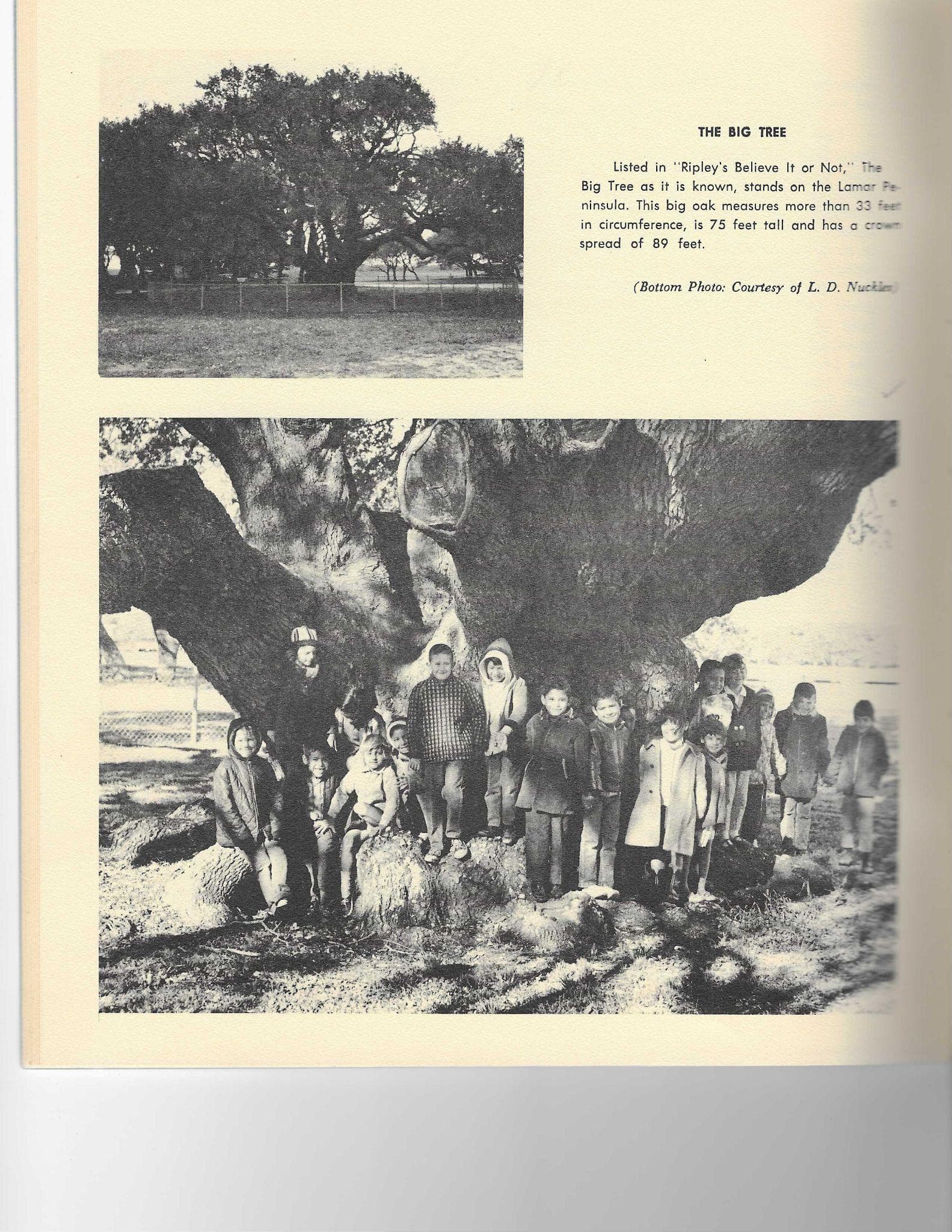 The Big Tree in a historical photograph — "Listed in Ripley's Believe It or Not." The tree measures more than 33 feet in circumference, is 75 feet tall, and has a crown spread of 89 feet.