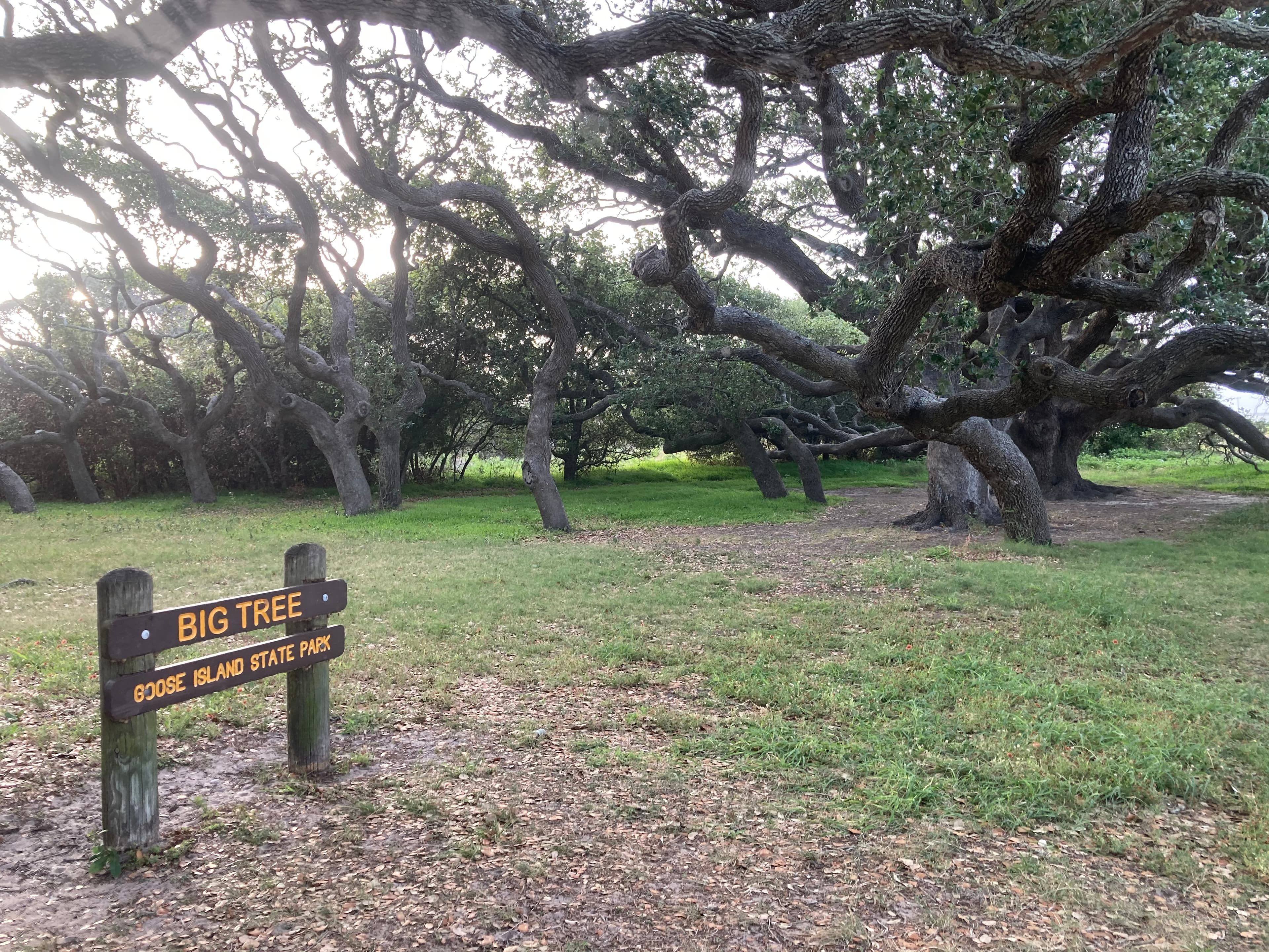 The Big Tree today — the 1,000+ year old Coastal Live Oak at Goose Island State Park spans an enormous canopy. The Karankawa people held ceremonies here long before European settlement.