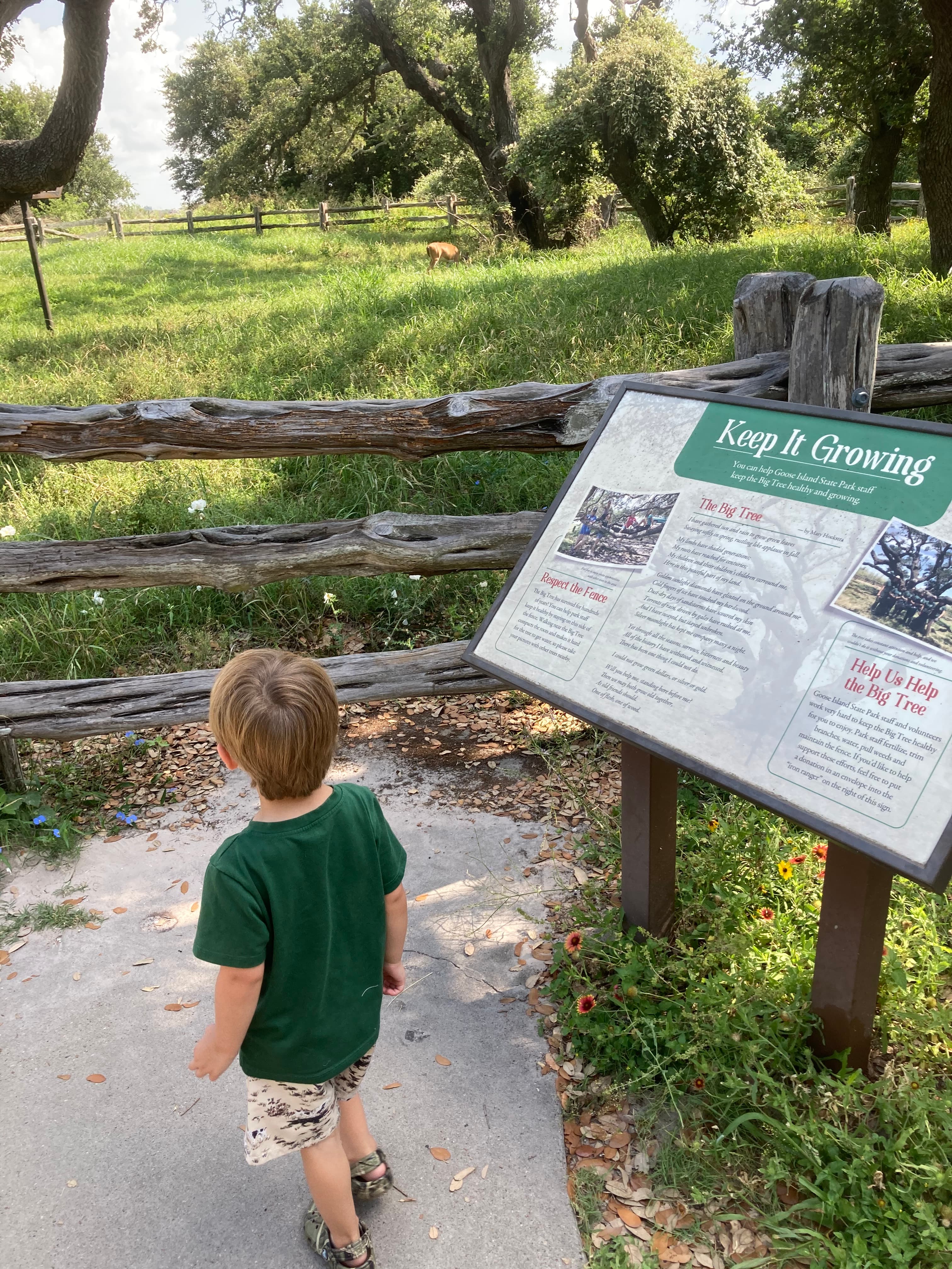The Big Tree interpretive sign at Goose Island — a Texas State Champion Live Oak since 1969, with a circumference of approximately 44 feet.