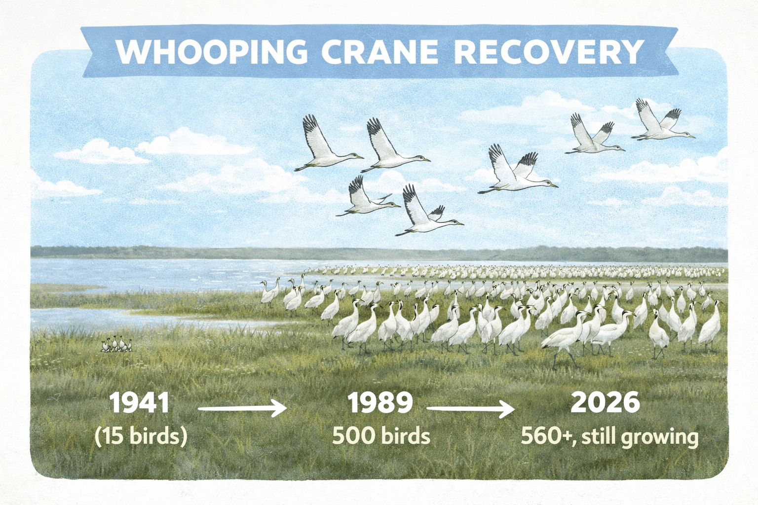 Whooping Crane recovery timeline. When Connie Hagar arrived in Rockport in 1935, fewer than 30 birds survived. The 1989 guide reported 'up to 500 on record' — an optimistic estimate. The flock that winters at Aransas today numbers 560+, part of a total wild population of 830+.