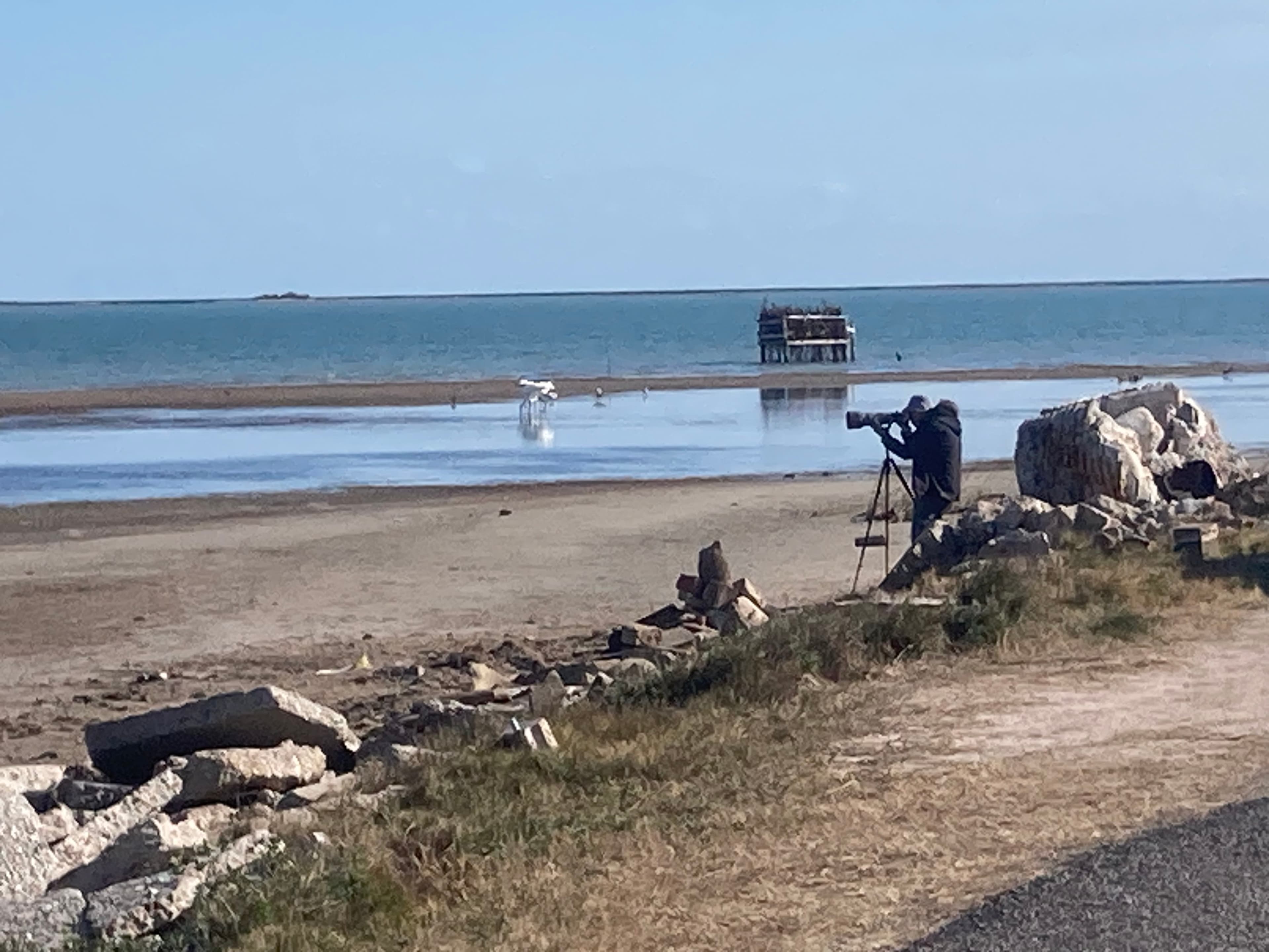 Wildlife photographer capturing whooping cranes on the receding tide flats of the Lamar Peninsula — patience and a long lens are everything