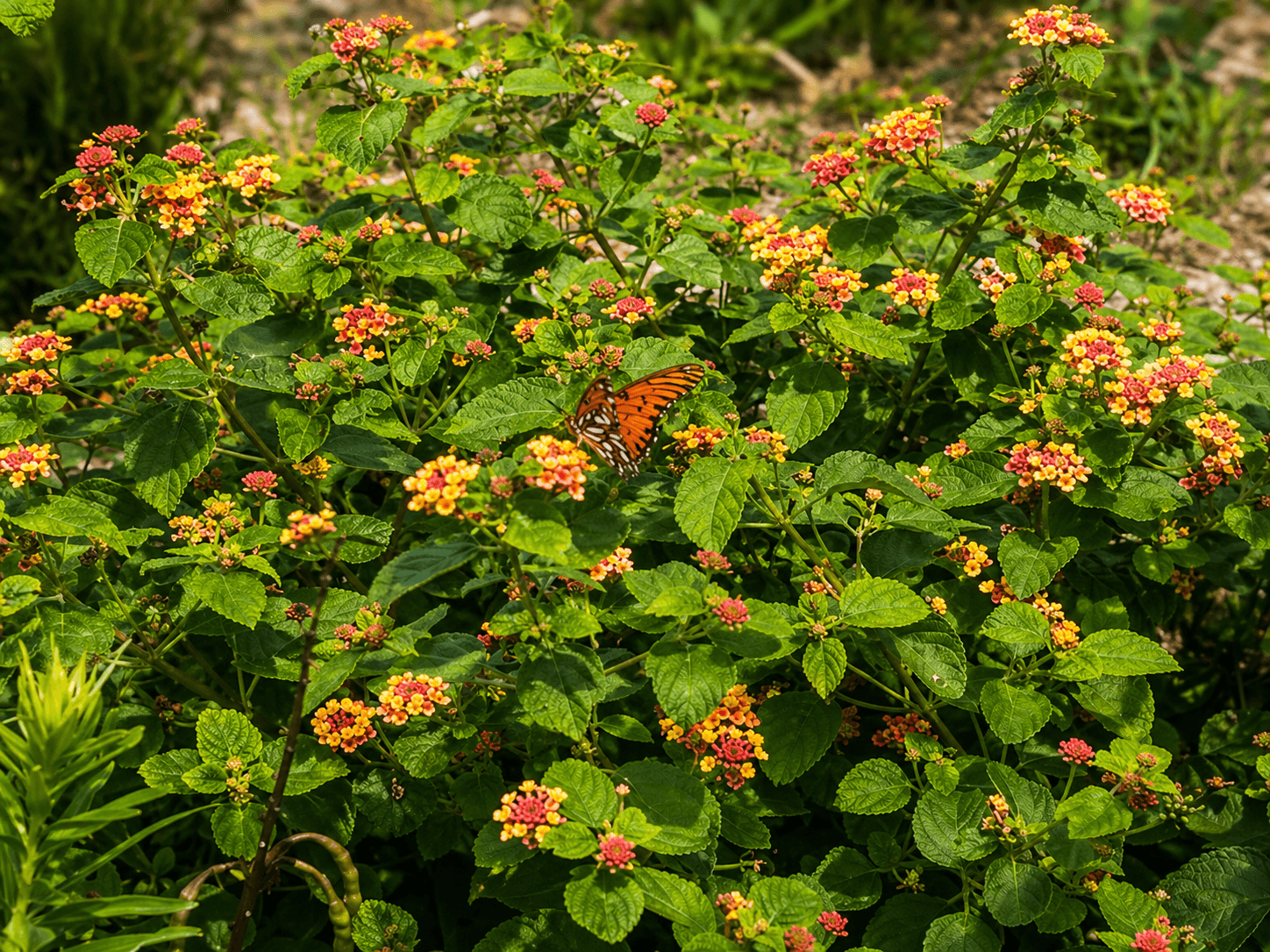 Gulf Fritillary butterfly on lantana blooms at Linda Castro Nature Sanctuary Rockport Texas