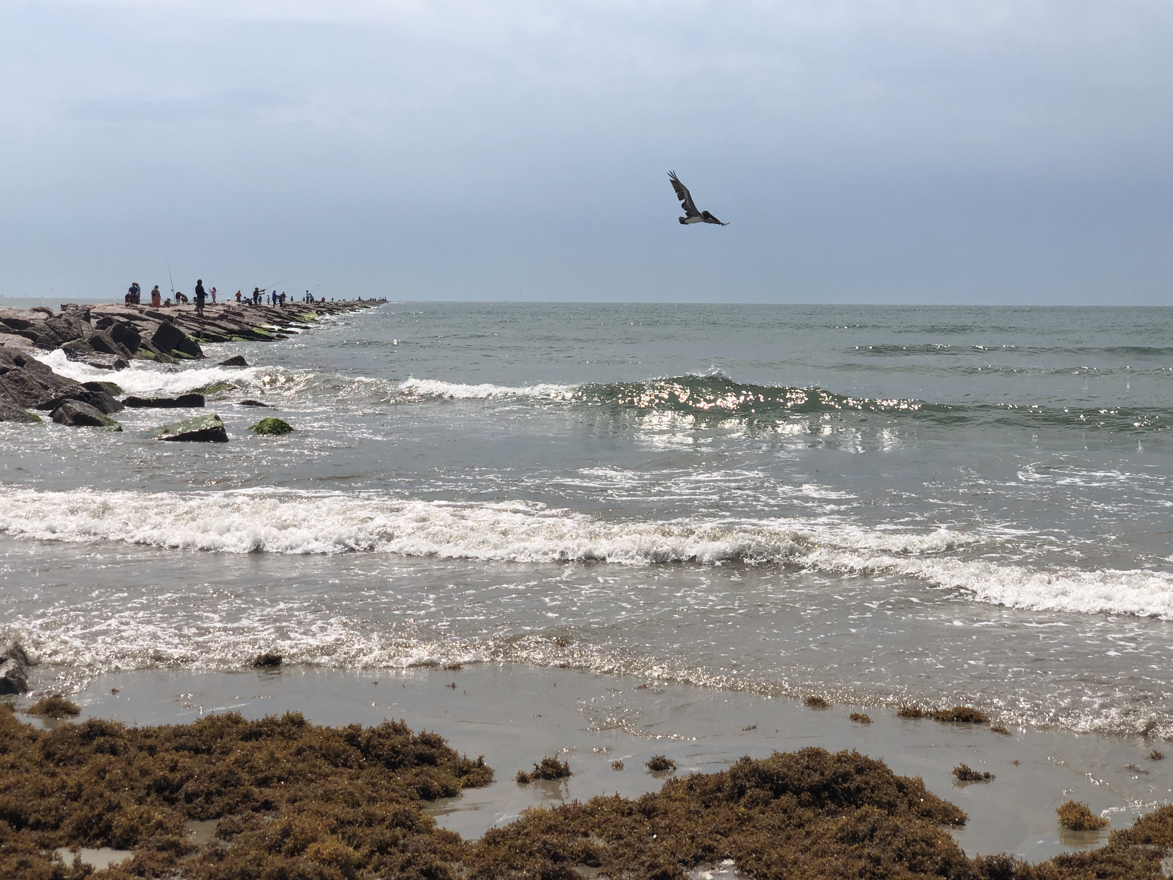 Port Aransas South Jetty with brown pelicans and cormorants on granite rocks