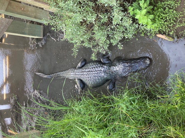 American alligator Rockport Texas coastal wetlands