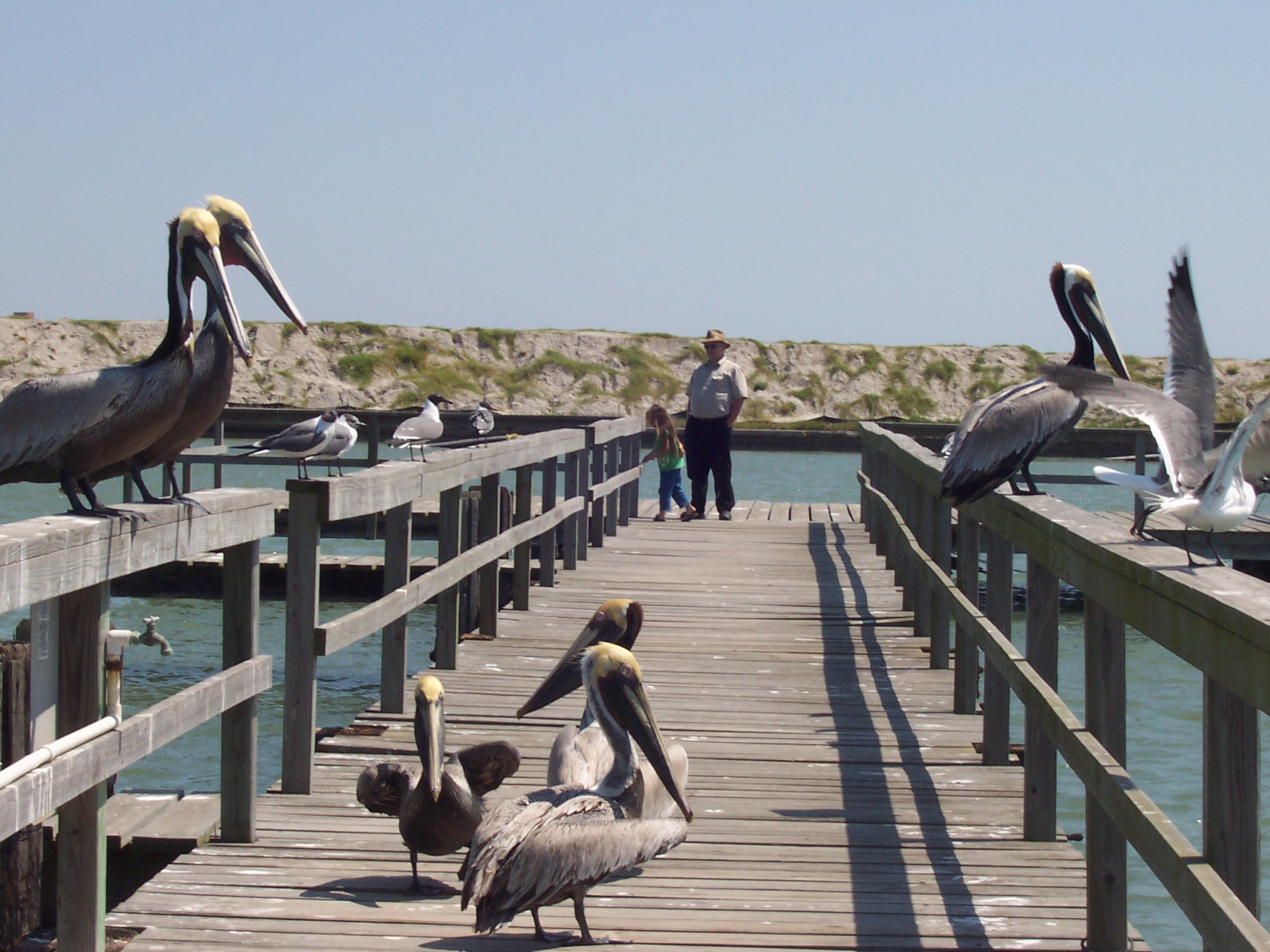 Brown pelicans gathered on a Rockport Texas pier with people watching
