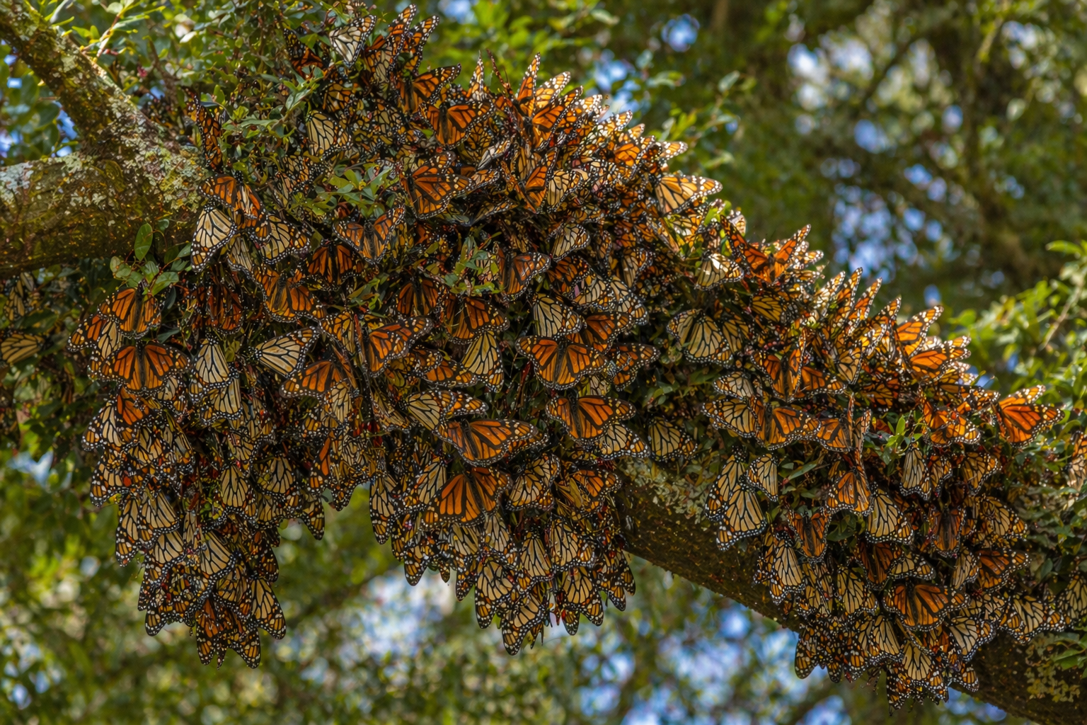 Monarch butterflies clustered on live oak tree Rockport Texas