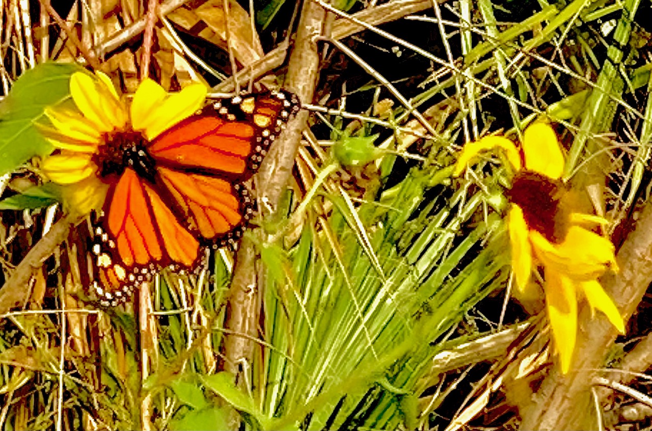 Monarch butterfly on sunflower Rockport Texas