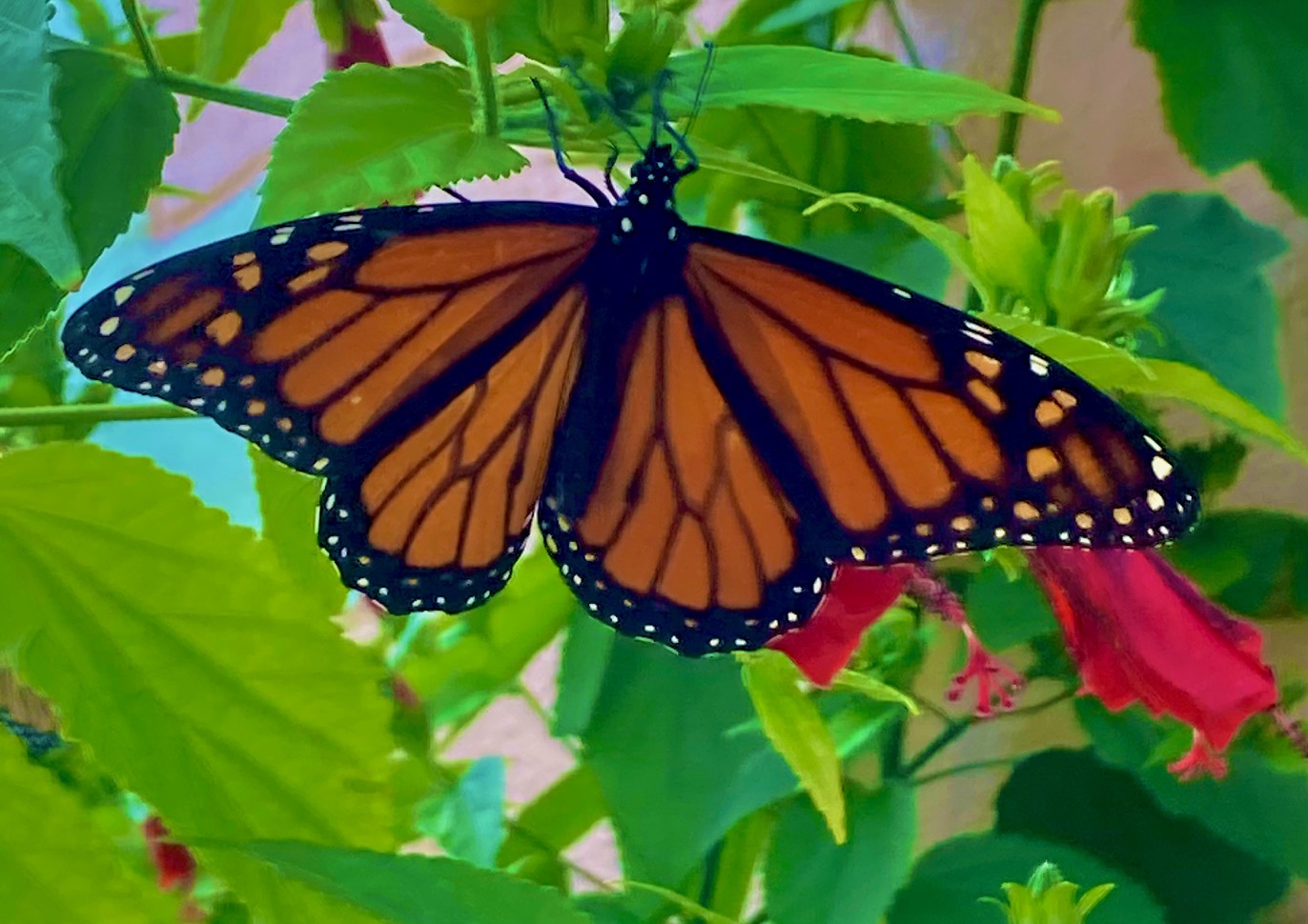 Monarch butterfly on turks cap flower Rockport Texas