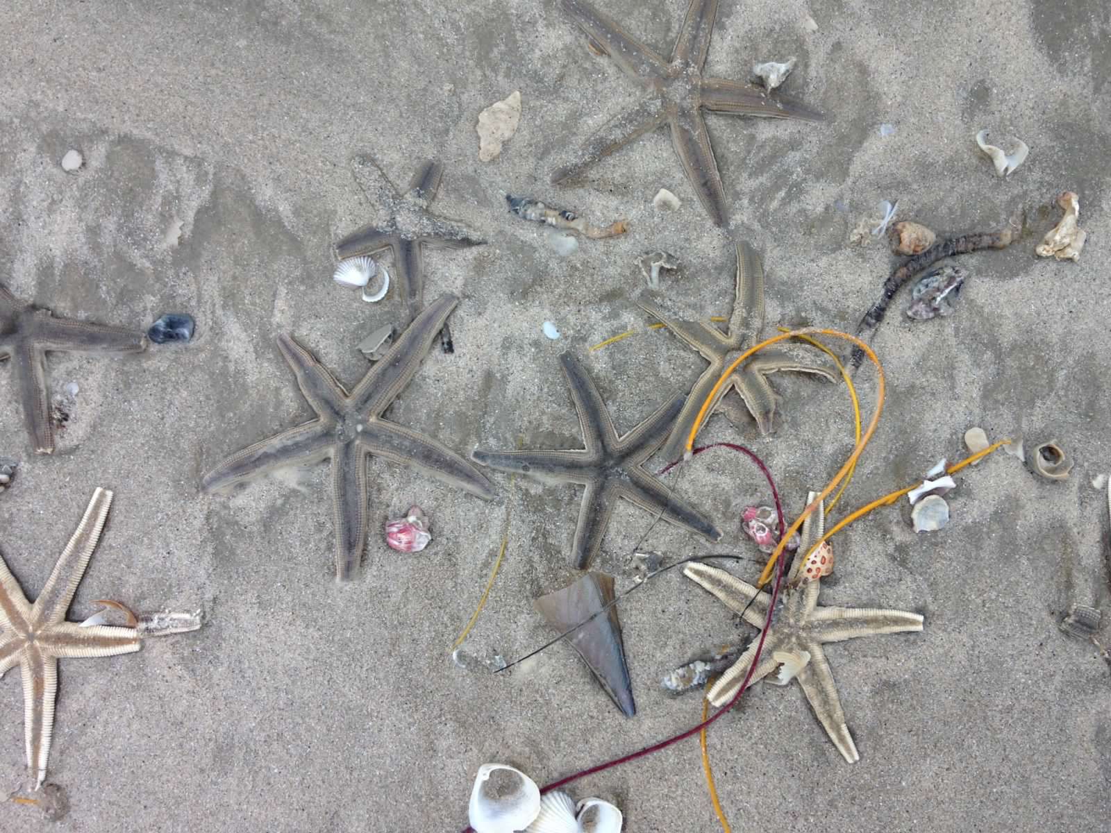 Starfish in the shallow waters of Aransas Bay — Rockport Texas