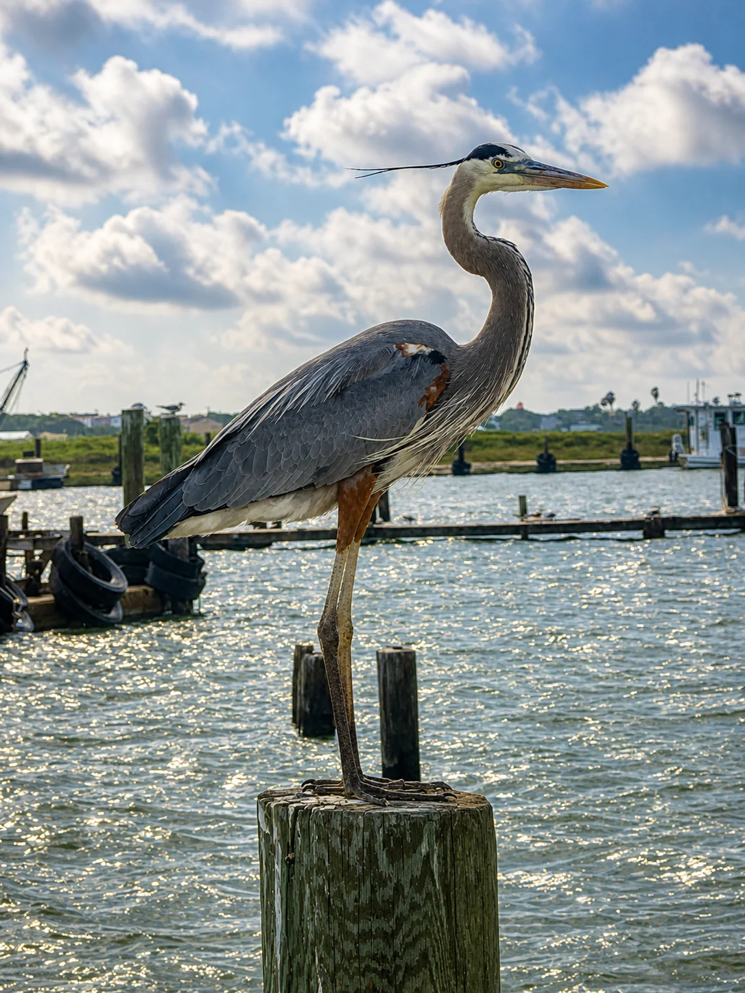 Great Blue Heron on dock with Aransas Bay sparkling behind — Rockport, Texas. Real local photo.