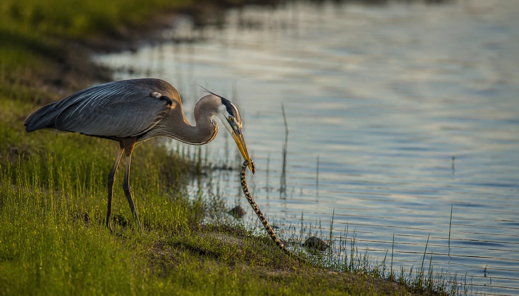 Great Blue Heron catching a water snake at the edge of Aransas Bay — Rockport, Texas