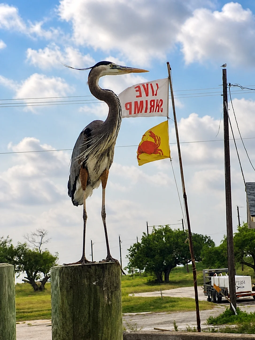Great Blue Heron perched on dock piling at Rockport waterfront with Shrimp Live flag — real local photo