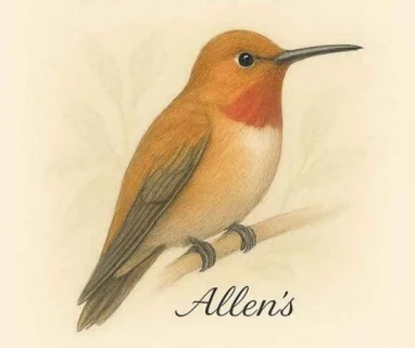 Allen's Hummingbird with rufous and green plumage