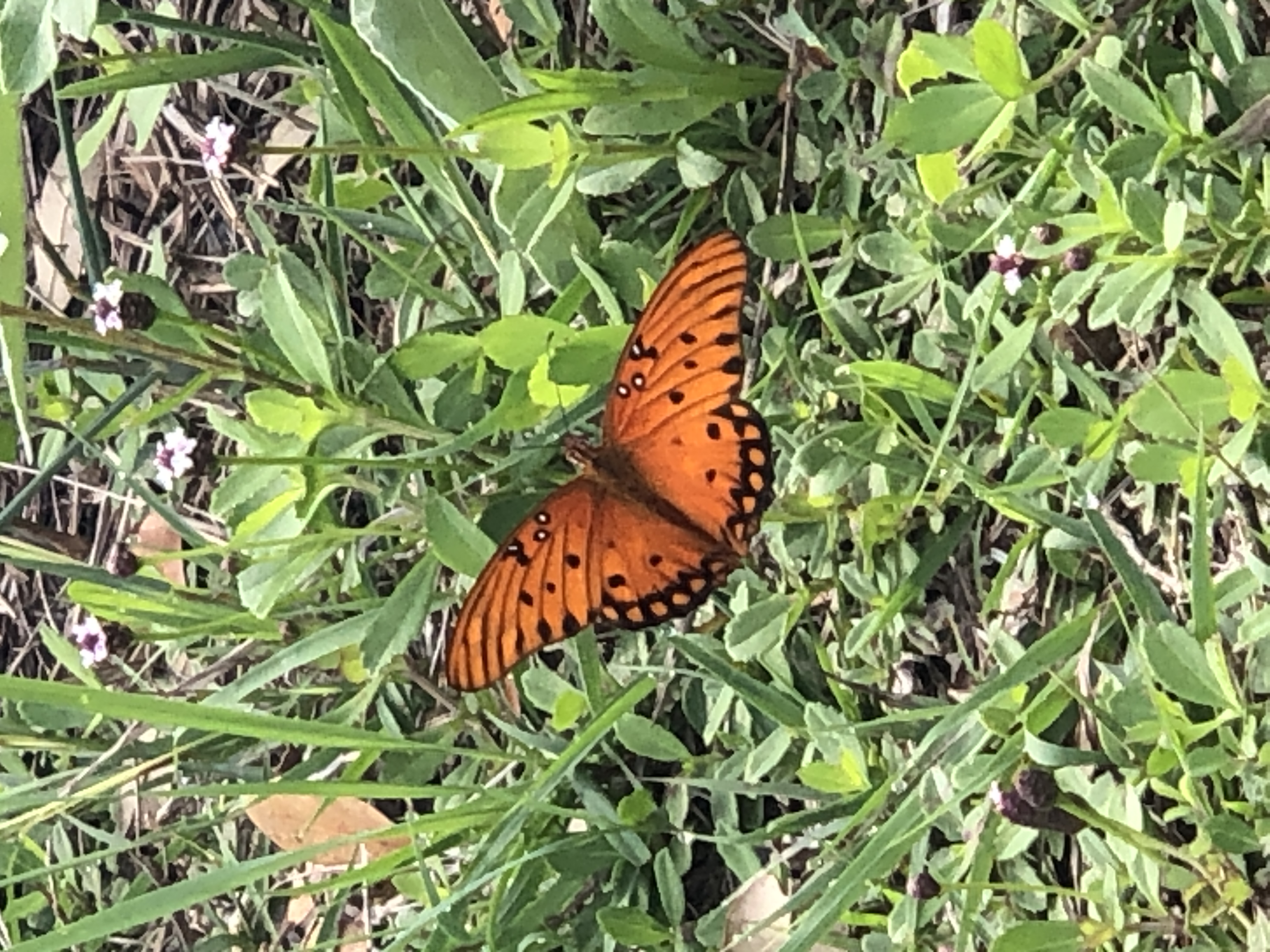 Gulf Fritillary butterfly on ground cover Rockport Memorial Park
