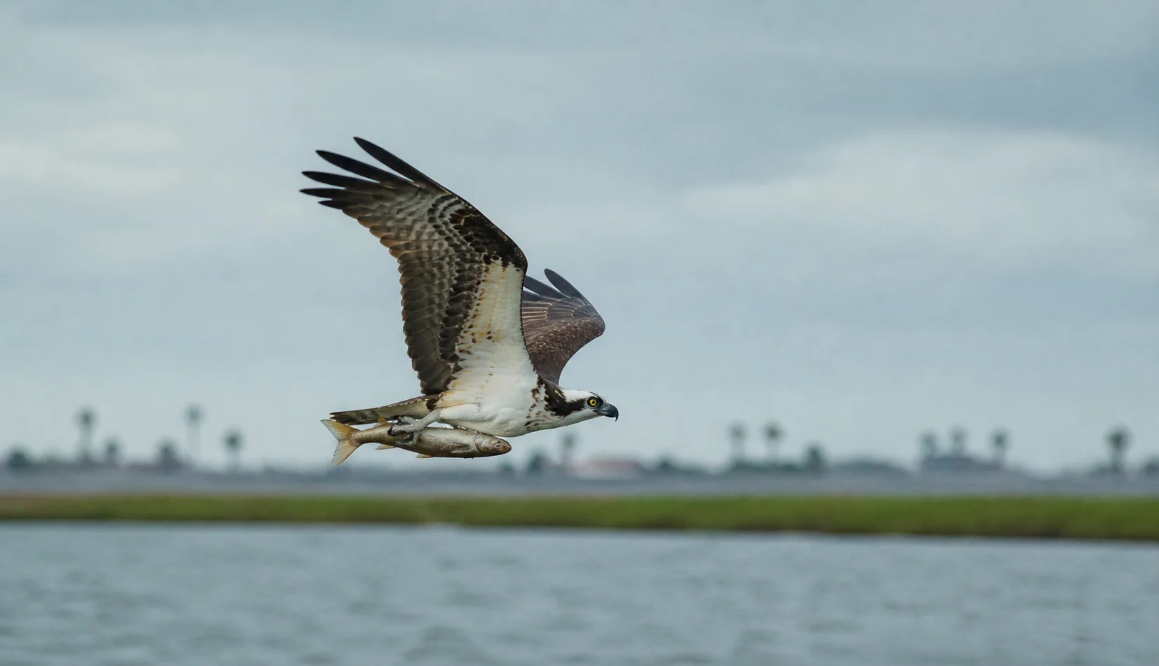 Osprey carrying a fish over Aransas Bay — Rockport, Texas