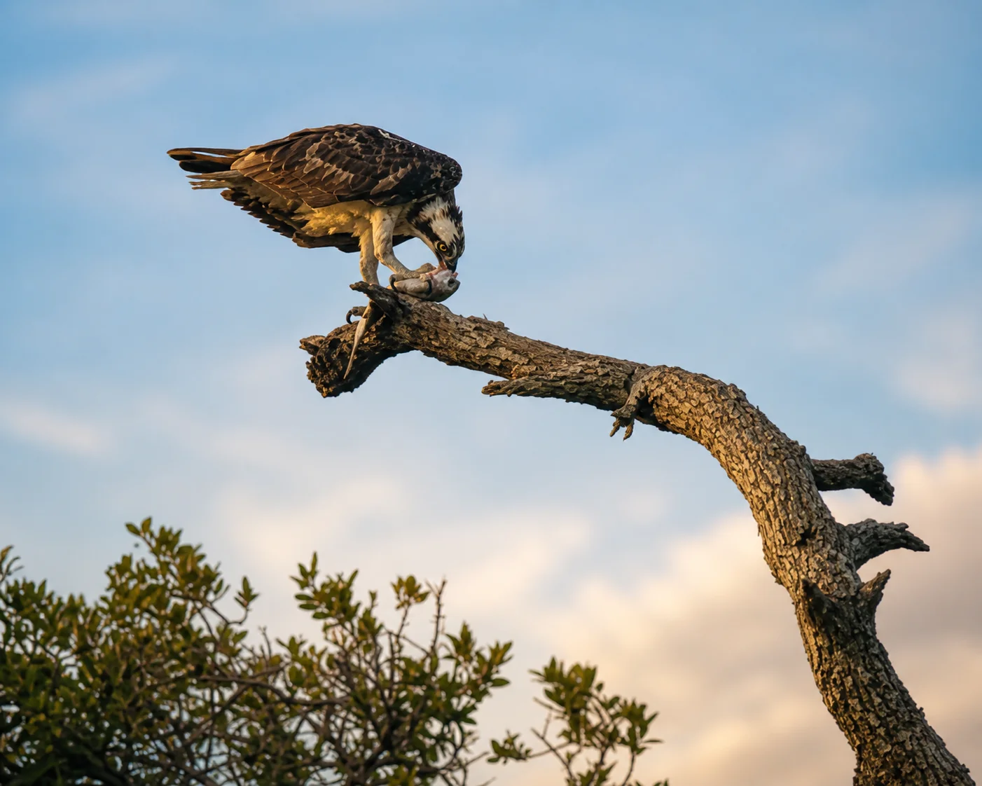 Osprey perched on dead tree at golden hour eating a fish — Texas coast