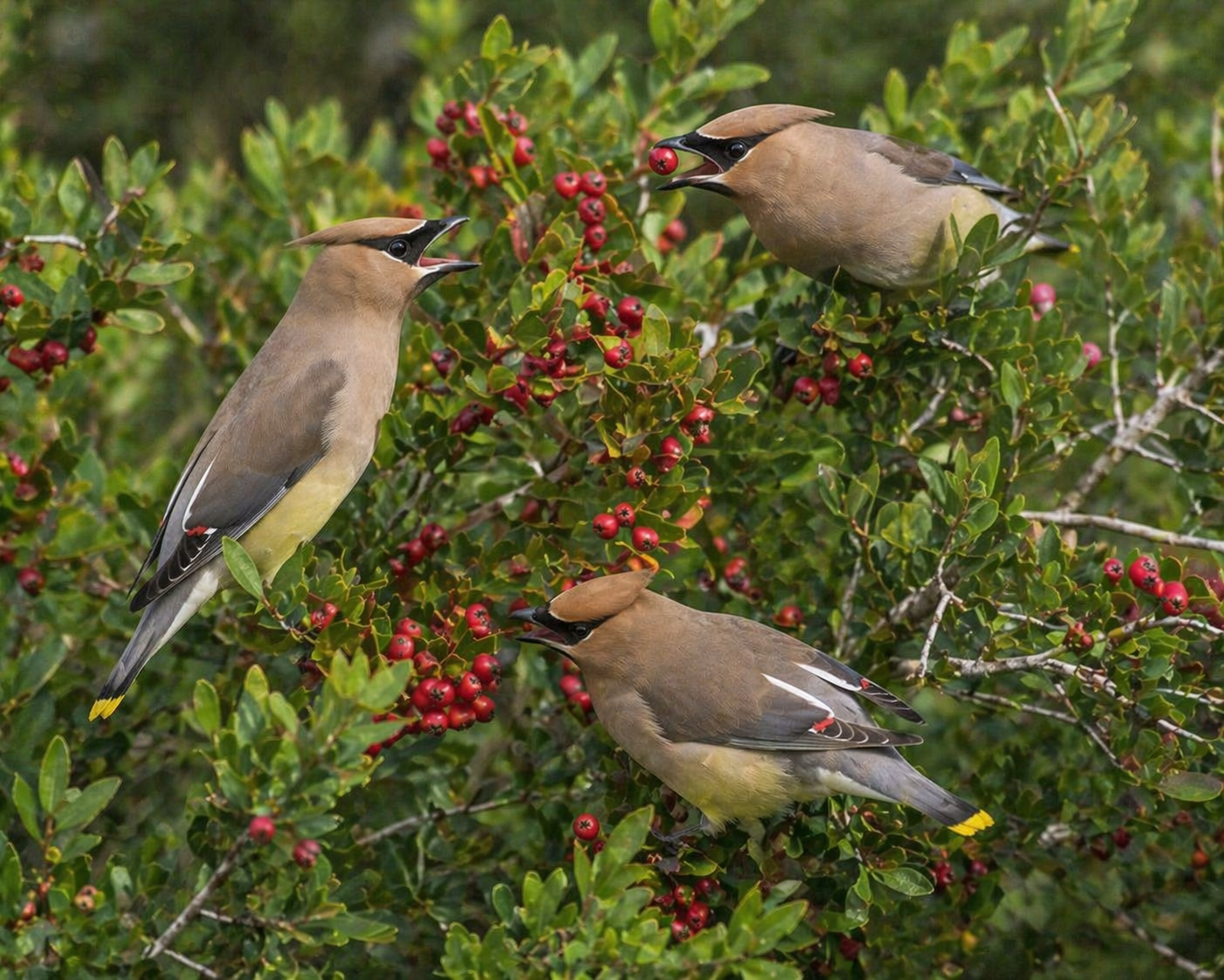 Cedar waxwings feeding on yaupon holly berries Rockport Texas winter