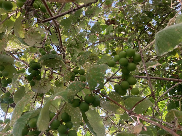 Mustang grapes native Texas vine Rockport