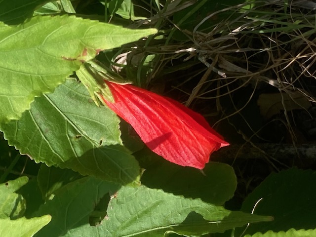Turks cap native Texas hibiscus Rockport