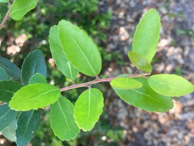 Yaupon holly close up Rockport Texas