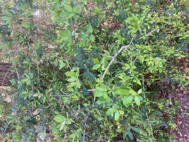 Yaupon holly growing as understory beneath live oaks coastal Texas
