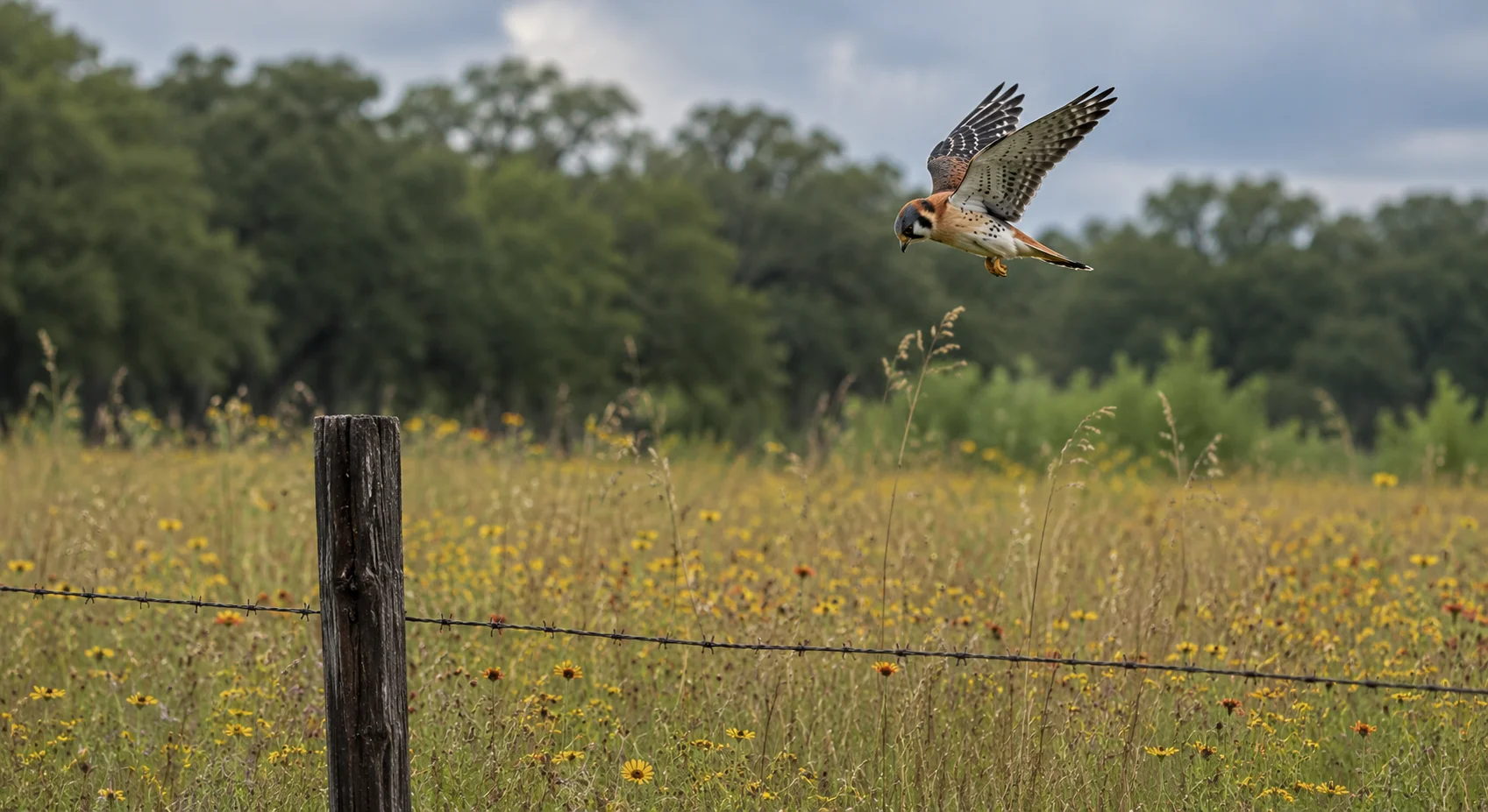 American Kestrel hovering over Texas wildflower meadow