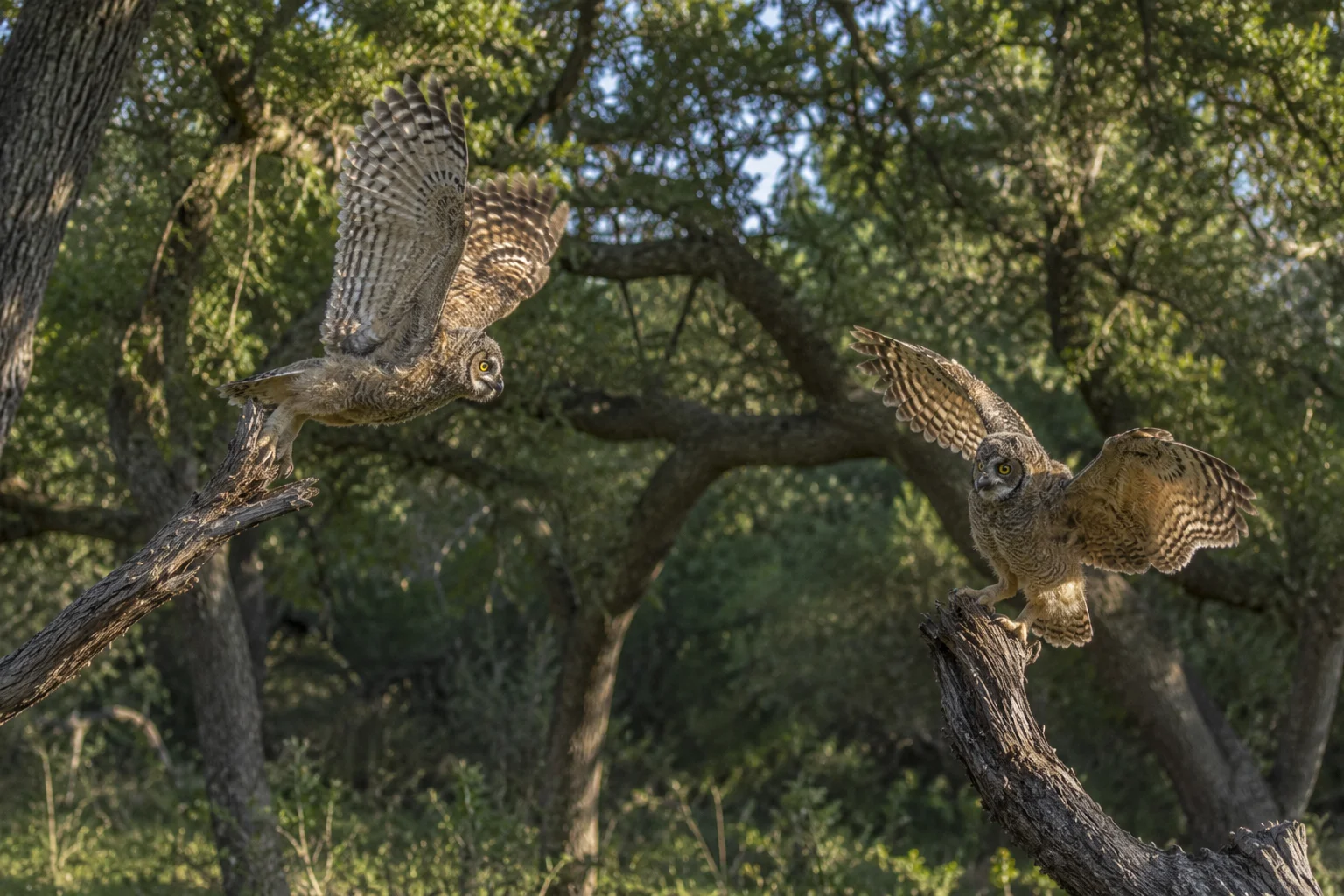 Great Horned Owl in flight over Texas forest floor at night