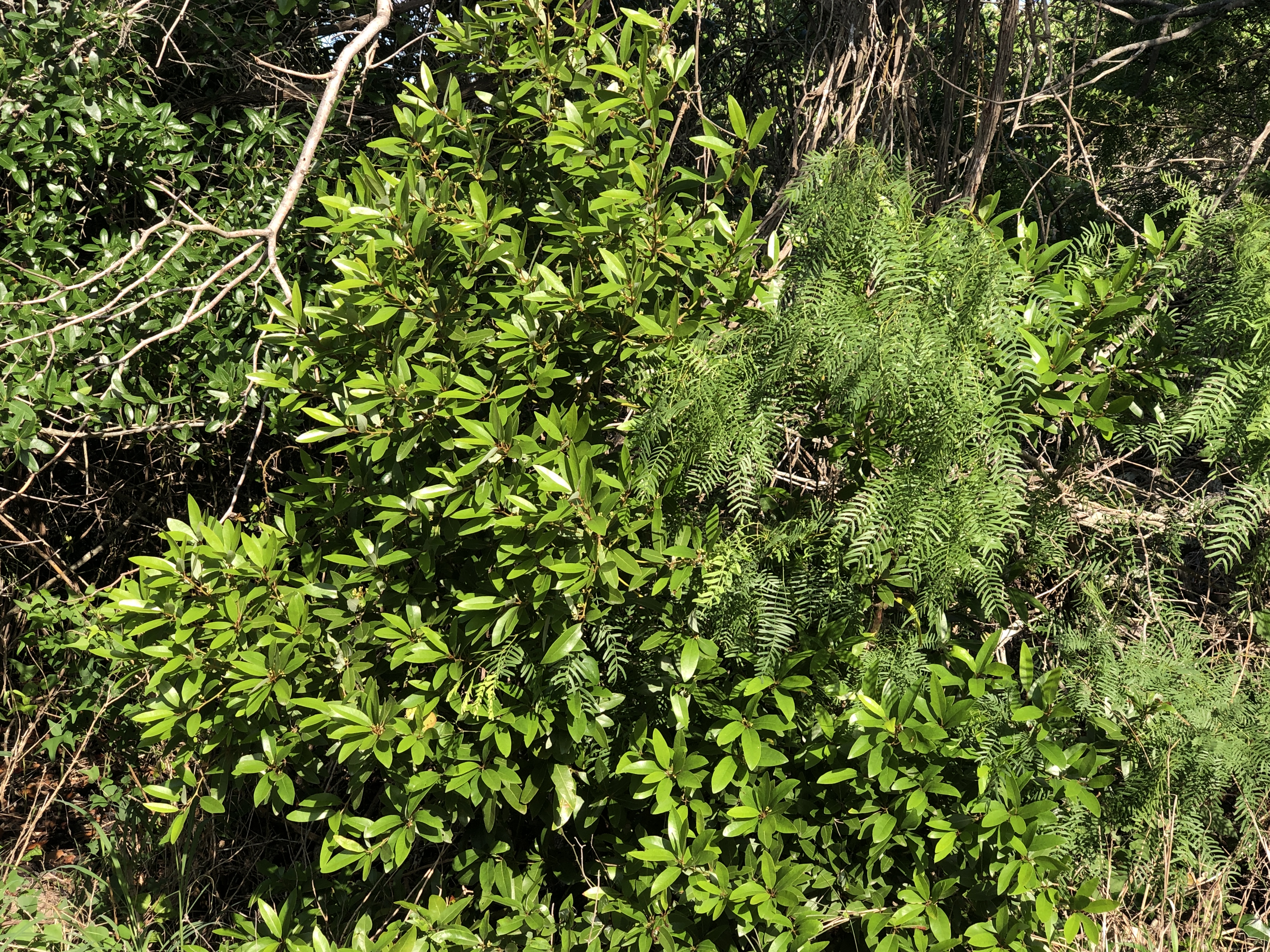 Red Bay growing alongside coastal vegetation on the Lamar Peninsula