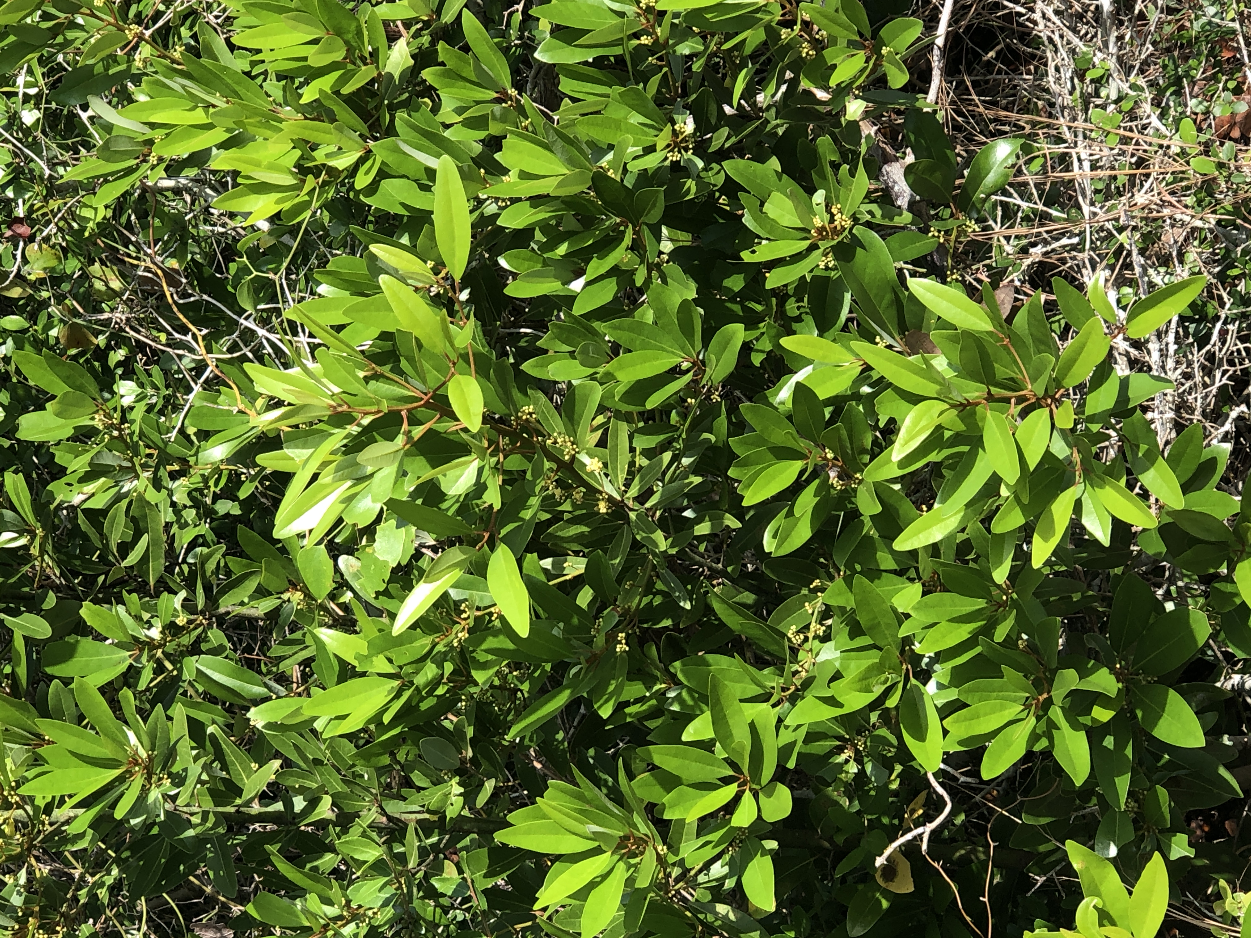 Red Bay leaves close up — Lamar Peninsula, Rockport Texas