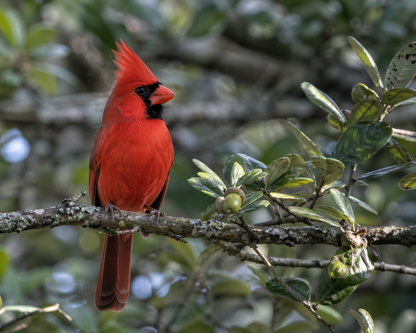 Northern cardinal male red bird Rockport Texas