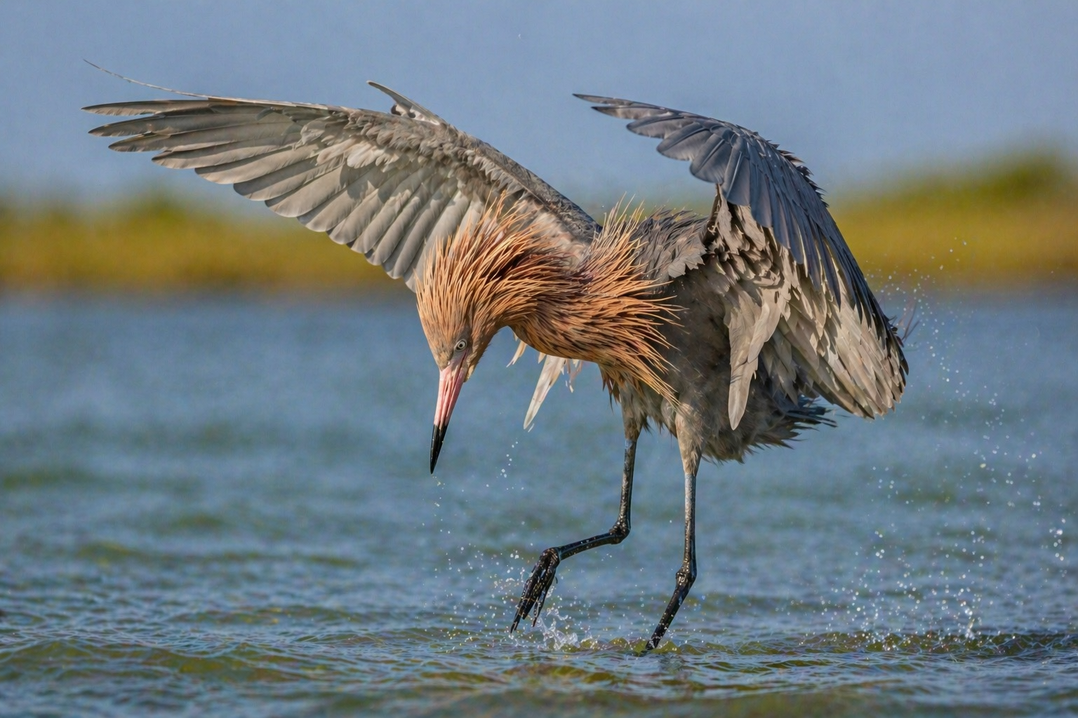 Reddish egret in Rockport Texas shallow bay
