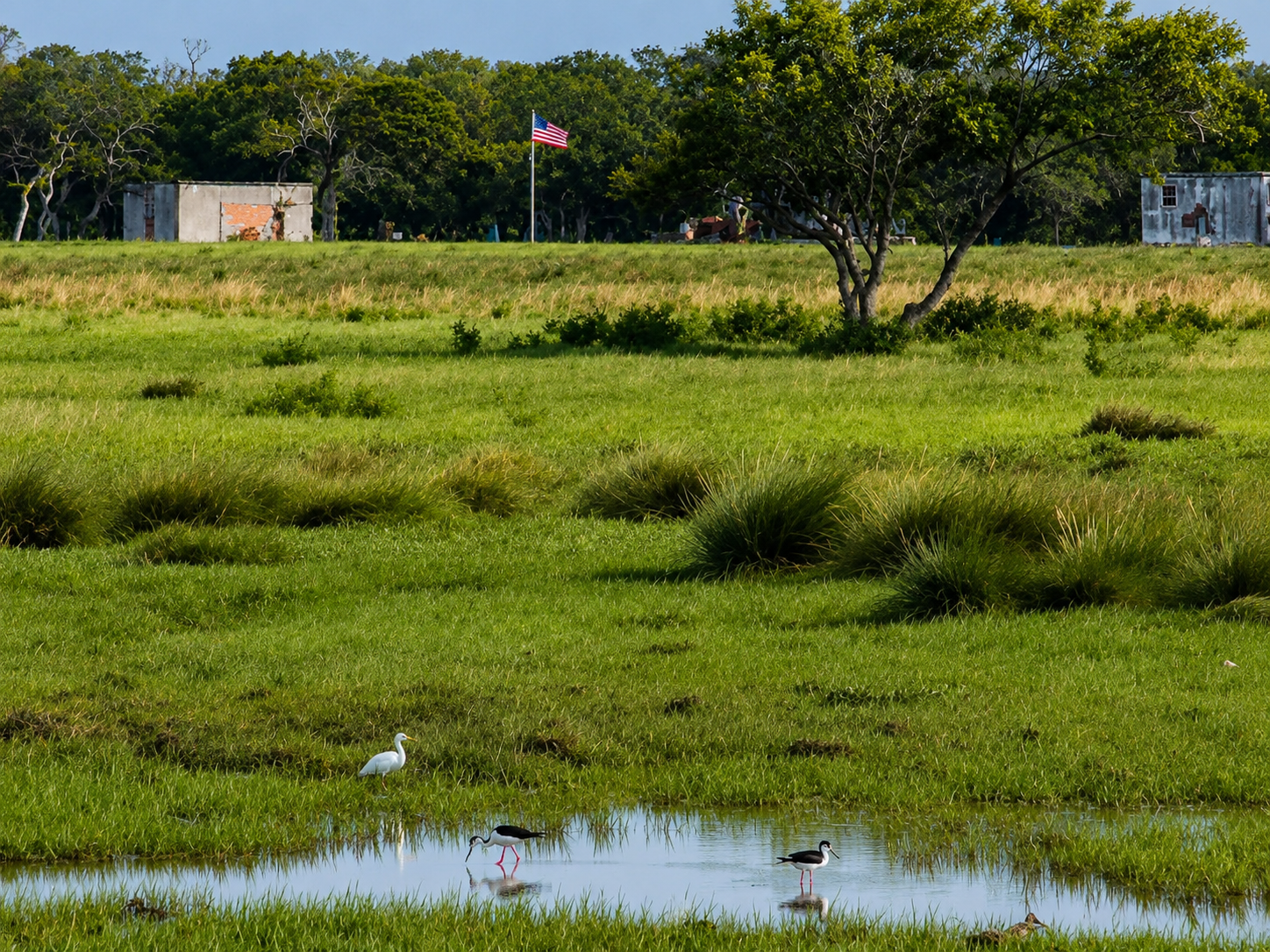 Black-necked stilts wading in Lamar Peninsula wetland Texas