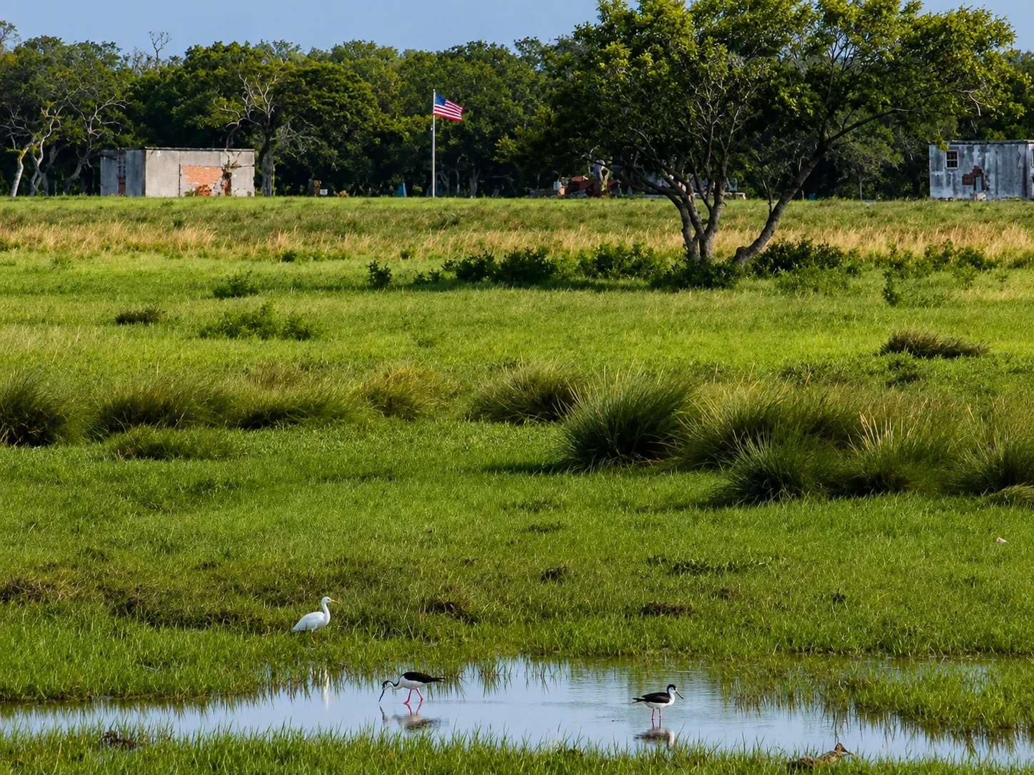 Black-necked stilts wading in Lamar Peninsula wetland Texas