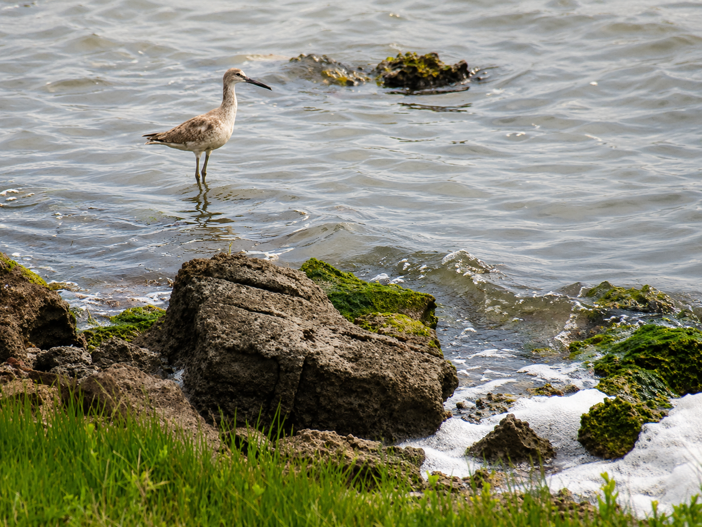 Willet standing on rocky Aransas Bay shoreline Rockport Texas