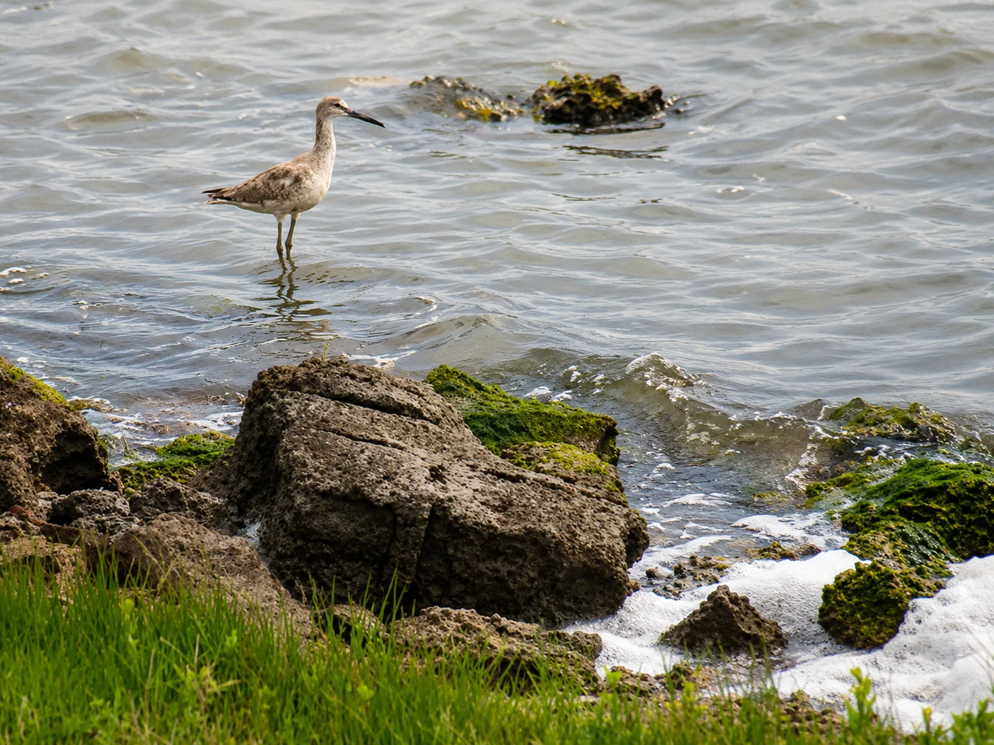 Willet standing on rocky Aransas Bay shoreline Rockport Texas