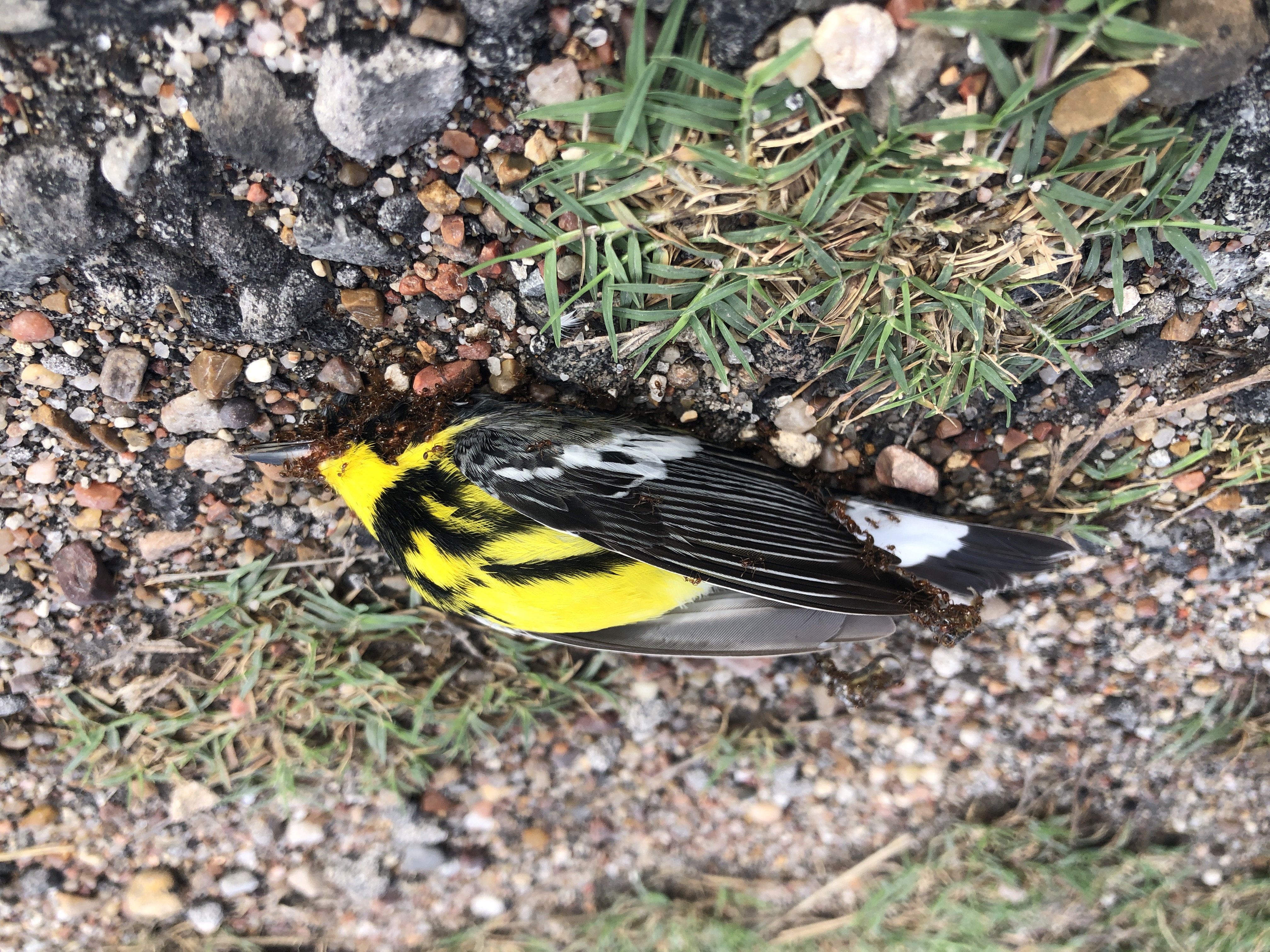 Black-throated Green Warbler found on the Lamar Peninsula — spring migration casualty