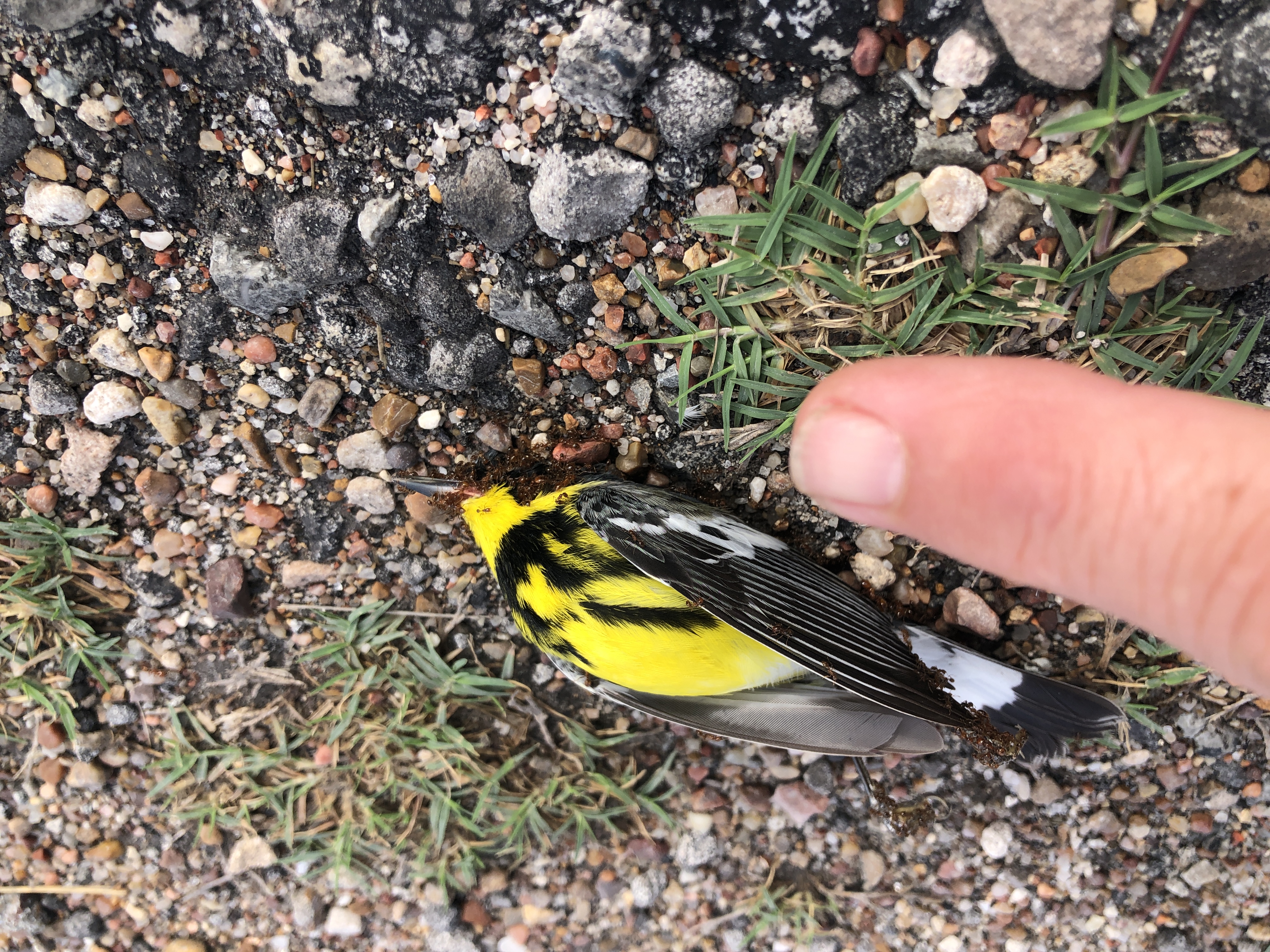 Black-throated Green Warbler — size scale, Rockport Texas