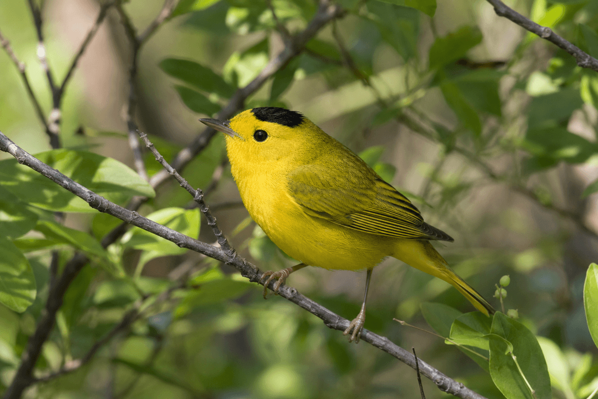 Wilson's Warbler black cap Texas spring migrant