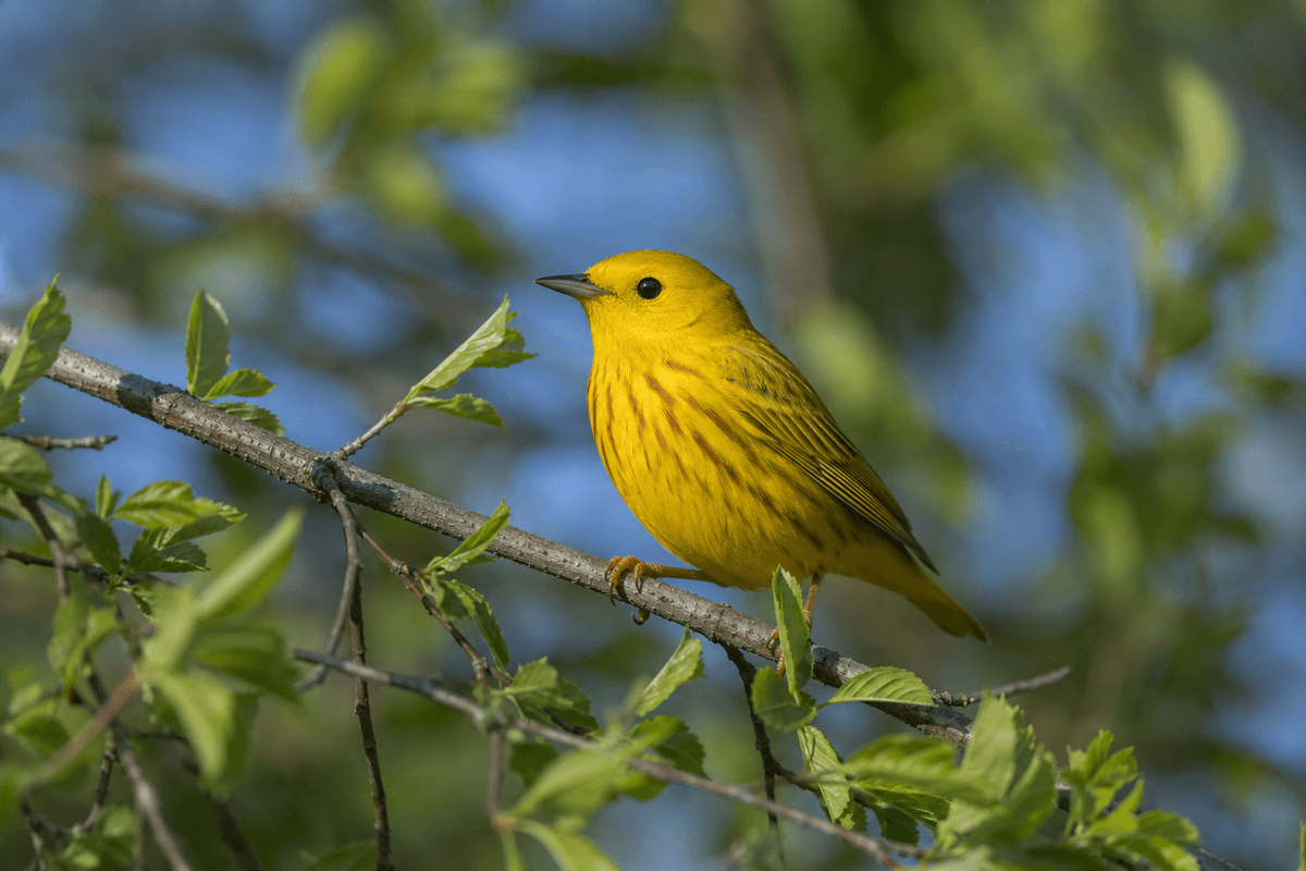 Yellow Warbler perched on branch spring migration
